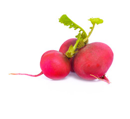 radish on white background