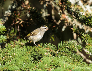 Golden-crowned kinglet is a very small songbird of the boreal forest of north Quebec, Canada.