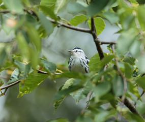 Obraz premium Black and white Warbler perched in the upper canopy of a boreal forest in Quebec, Canada.