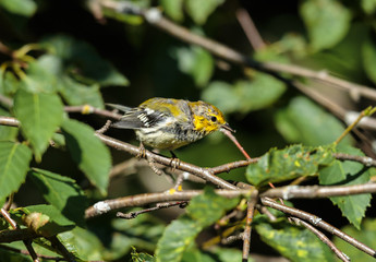 Black throated green warbler in a boreal forest north Quebec, Canada.