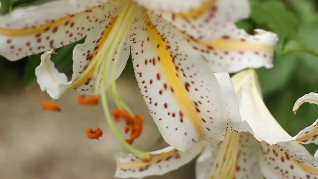 Lily at Hodosan shrine close up fornt rack focus