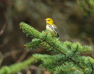 Black throated green warbler in a boreal forest north Quebec, Canada.