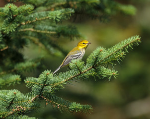 Black throated green warbler in a boreal forest north Quebec, Canada.