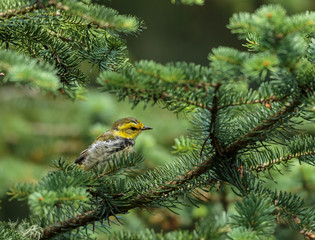 Black throated green warbler in a boreal forest north Quebec, Canada.