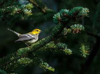 Black throated green warbler in a boreal forest north Quebec, Canada.