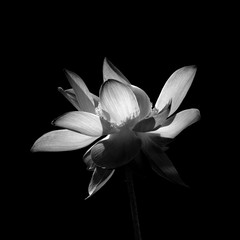 fleur de lotus isolé sur fond noir