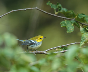 Black throated green warbler in a boreal forest north Quebec, Canada.