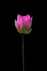 lotus flower isolated on black background