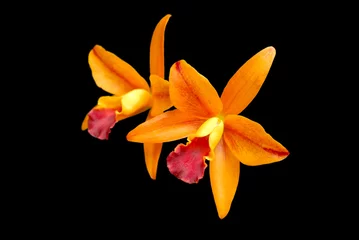 Deurstickers Orchidee orange orchid cattleya isolated on black background