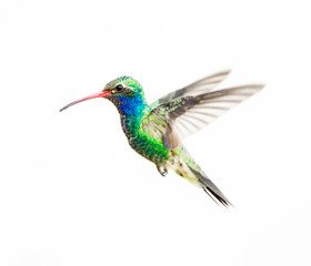 Broad Billed Hummingbird in flight, isolated on a white background. - 170650211