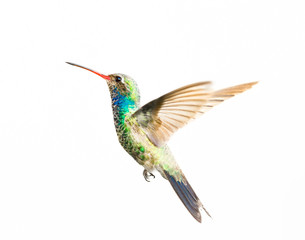 Broad Billed Hummingbird in flight, isolated on a white background.