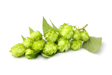 Fresh branches hop with leaves isolated.