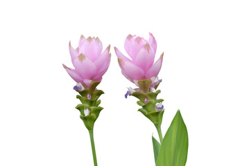 siam tulip flower on white background