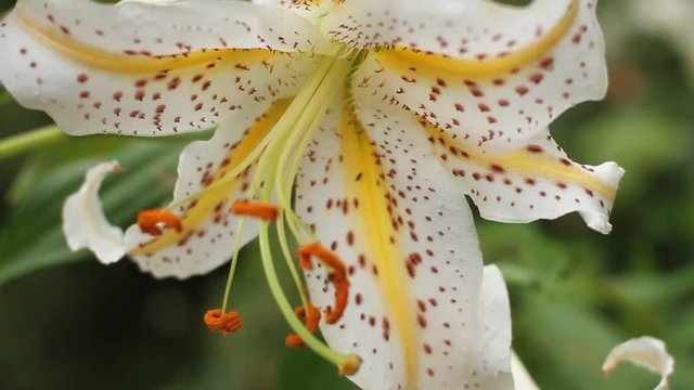 Lily at Hodosan shrine in Saitama close up fornt shallow focus