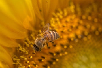 Bee