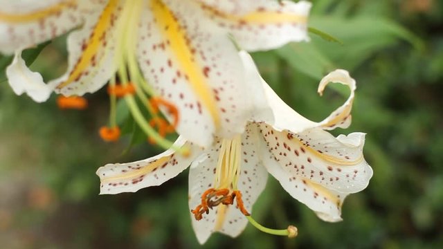 Lily flowers at Hodosan shrine close up fornt rack focus