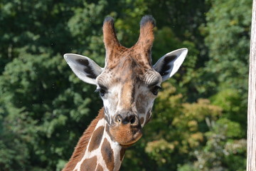 Naklejka premium Giraffe