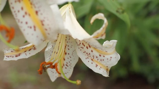 Lily in Saitama close up fornt shallow focus left position