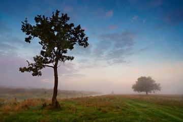 Fototapeta na wymiar Misty morning on a river. Lone trees on a green meadow
