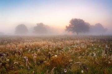 Picturesque autumn landscape misty dawn in an oak grove on the meadow.