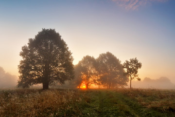 Picturesque autumn landscape misty dawn in an oak grove on the meadow