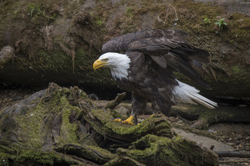 Bald Eagle Spreading Wings