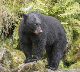 Huge Black Bear, Anan Creek