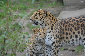 Fototapeta premium Leopard mit Nachwuchs