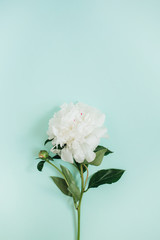 Beautiful white peony flower on blue background. Flat lay, top view.