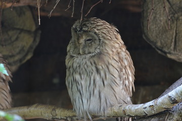 Habichtskauz