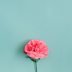 Beautiful pink rose flower on blue background. Flat lay, top view.