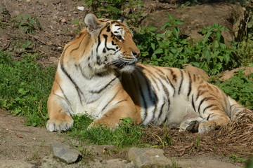 liegender Tiger