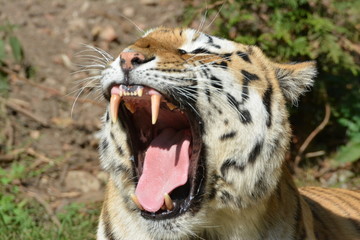 Tigerkopf