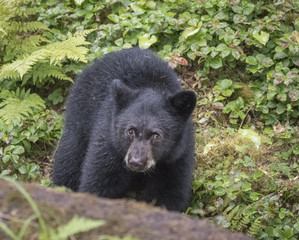 Black Bear Cub © Betty Sederquist