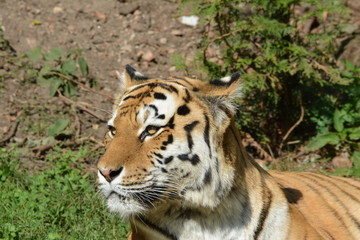 Tigerkopf