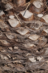 Palm tree - trunk