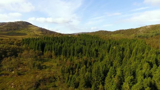 Aerial view of the scandinavian forest in summer