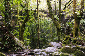 Fragas do Eume ,  Natural park of Galicia , Spain