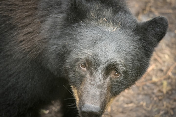 Black Bear Closeup