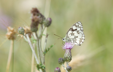 Papillon blanc et noir