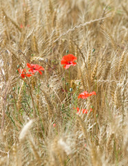 Fototapeta premium Coquelicots dans le blé 