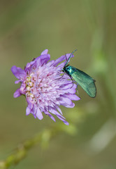 Papillon bleu turquoise
