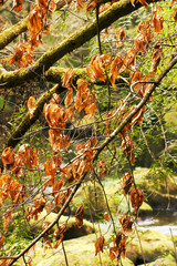 autumn forest with colorful leaves