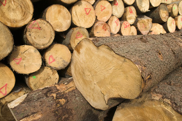 Holzhandel, Baumstämme, Sägewerk, Schnittholz, Lagerung