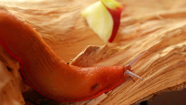 European red slug macro footage