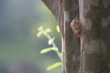 An empty shell left behind on a tree trunk after molting.