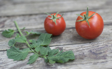 Freshly picked tomatoes and tomato branch on old wooden table
