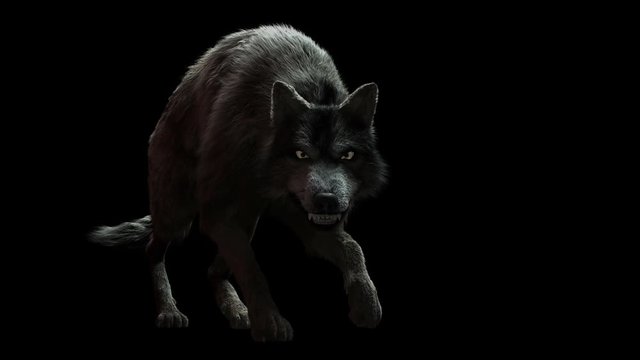 Scary wolf creeps.  She growls and looks at us. RGB, Alpha, Z depth, Select object layer include.Halloween theme High quality animation is looped. 