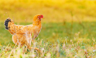 Farm animal background: Brown chicken with black tail and red head walking on the green lawn of a farm. Chicken aligned to the left, space next to it for text.