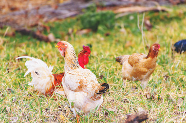 Farm animals: Farm chickens on the dry pasture of a farm walking around searching for food on the ground. 